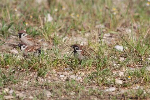 Bird in the wilderness. Stock Photos