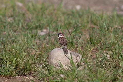 Bird in the wilderness. Stock Photos