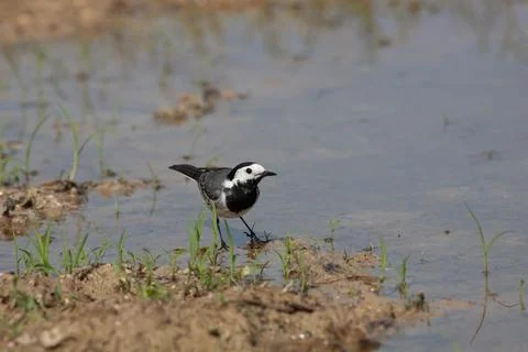 Bird in the wilderness. Stock Photos
