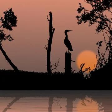 Bird, wildlife Stock Illustration