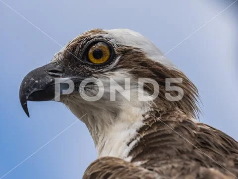 Bird wildlife with Osprey on the beach - Caribbean / Curacao Stock Photos