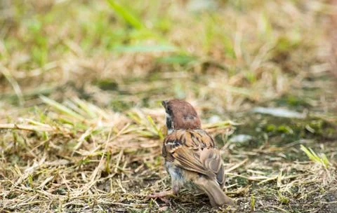 Bird in wildlife Stock Photos