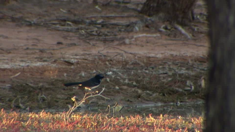 Bird Willy wagtail Stock Footage 132294675