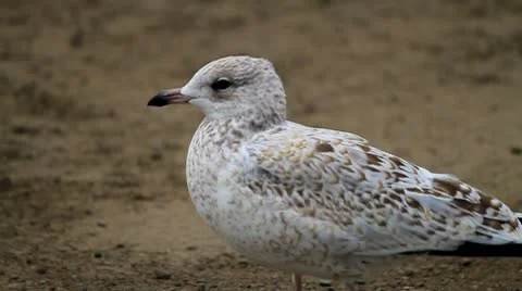 Bird in the wind Stock Footage 10749427