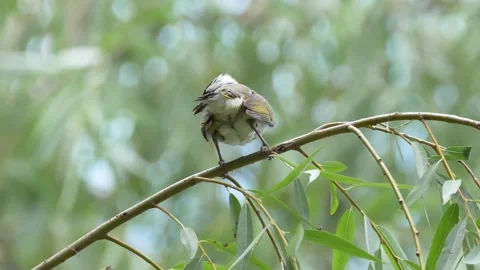 Bird in wind Stock Footage 154981003