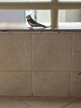 Bird at the Window Edge Stock Photos