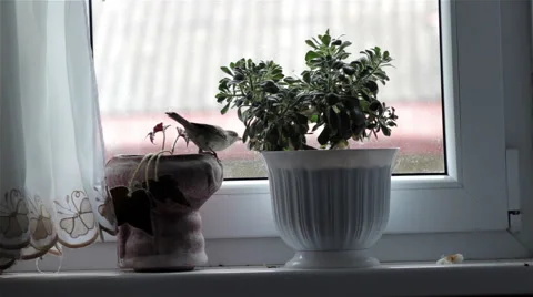 Bird on the window Stock Footage 68105104