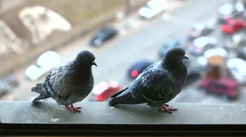 Bird on the windowsill beside the road Stock Footage 45929208