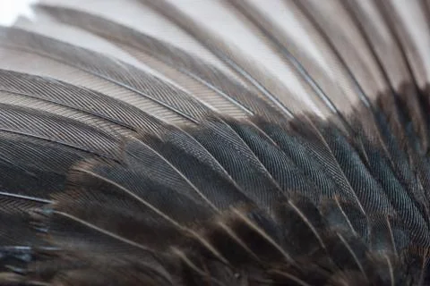  	bird wing feather Stock-Fotos