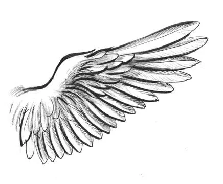 Bird wing Stock-Illustration