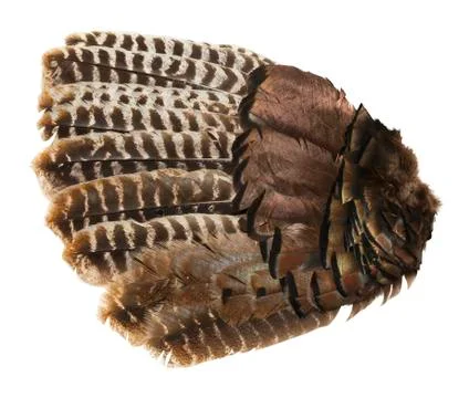 Bird Wing Stock Photos