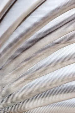 Bird wing texture Foto stock