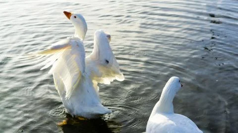 Bird Wings Landscape Foto stock