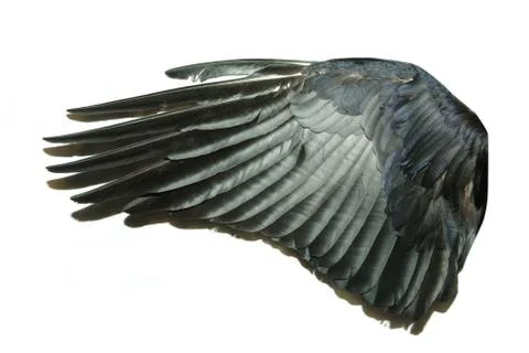 Bird wings Foto stock