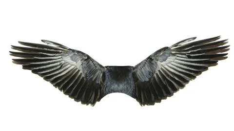 Bird wings Stock Photos