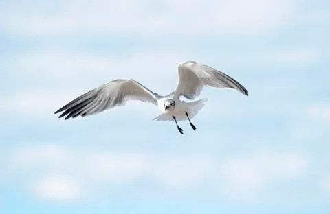 Bird Wings Stock Photos