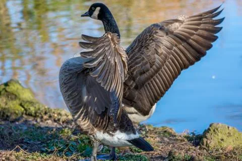 Bird wings Stock Photos