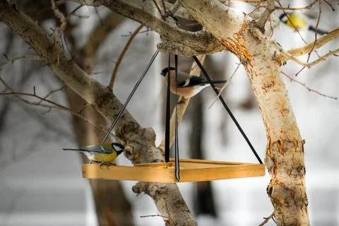 Bird on a winter feeder. Titmouse eats grains Stock Photos