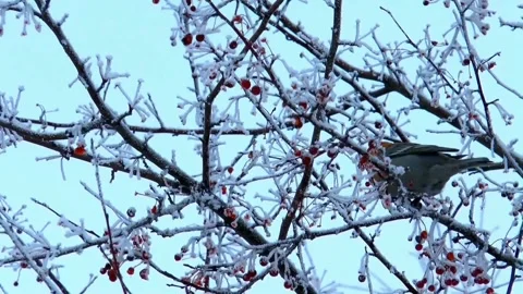 The bird in winter Stock Footage