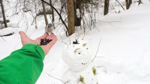 Bird in the winter forest Stock Footage 168896773