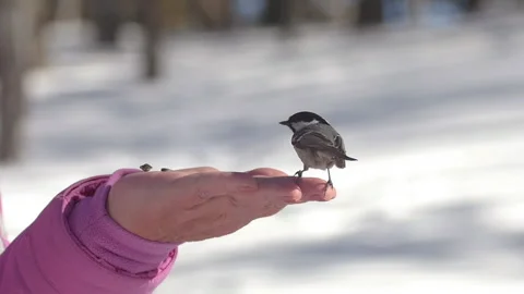 Bird in the winter forest Stock Footage 200690268