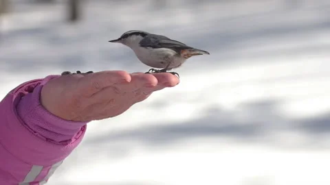 Bird winter forest hands Stock Footage 194724179