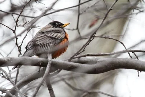 Bird in winter of New York city Stock Photos