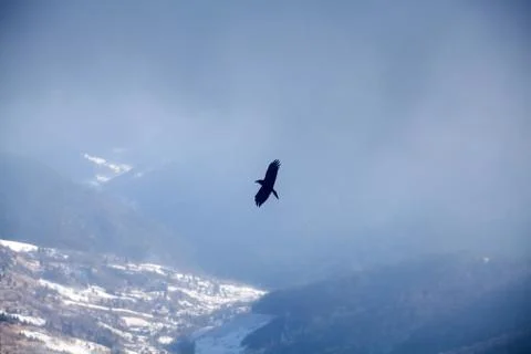 Bird in winter Stock Photos