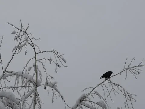 Bird in winter Foto stock