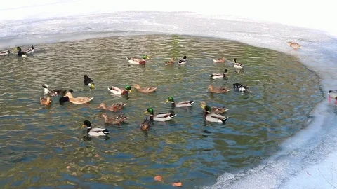 Bird on winter pond ducks overwinter Vidéo 81898925