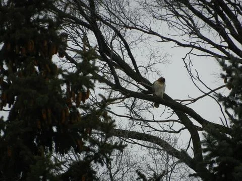 Bird in Winter Tree Stock Photos