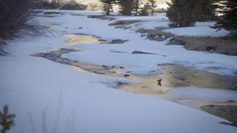 Bird in a Wintery Mountain Stream Stock Footage 194182925