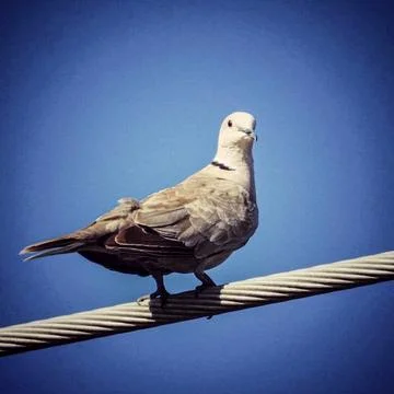 Bird on Wire with Blue Sky in Background Stock Photos