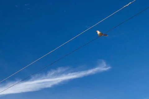 Bird on a wire on blue sky Stock Photos