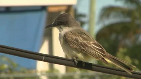 Bird on Wire Stock-Footage 10753551