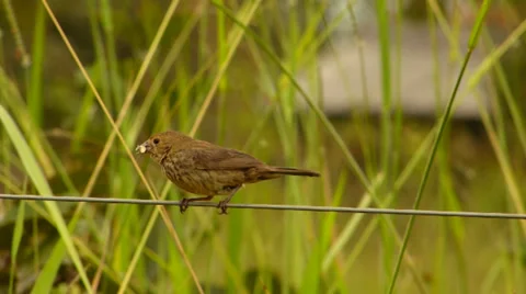 Bird on wire 動画素材 37624970