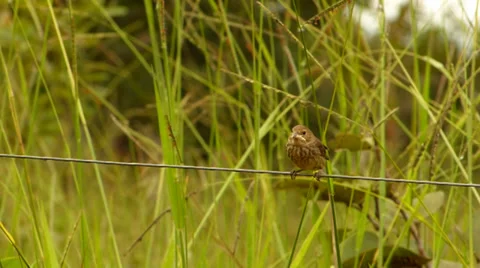Bird on wire 動画素材 37680489