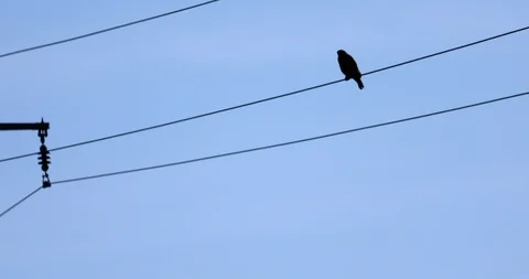 Bird on a wire Stockbeeldmateriaal 120641000