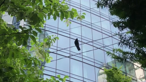 Bird on a Wire Stock Footage 219524347
