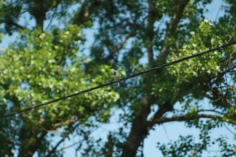 Bird on a wire in the forest Stock Photos