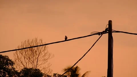 Bird on wire with golden hour Stock Footage