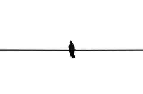 Bird on a wire Stock Photos