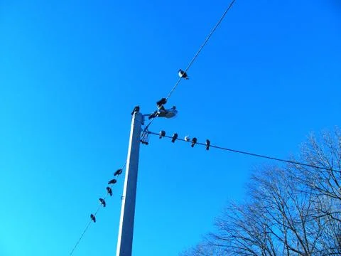 Bird on a wire Stock Photos