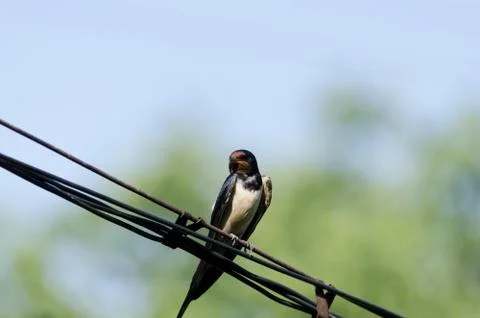 Bird On Wire Stock Photos
