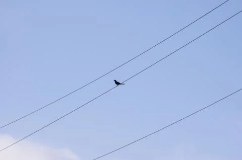 Bird on a wire Stock Photos