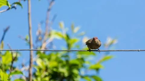 Bird on a wire Stock Photos