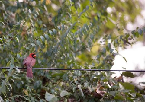 Bird on a Wire Stock Photos