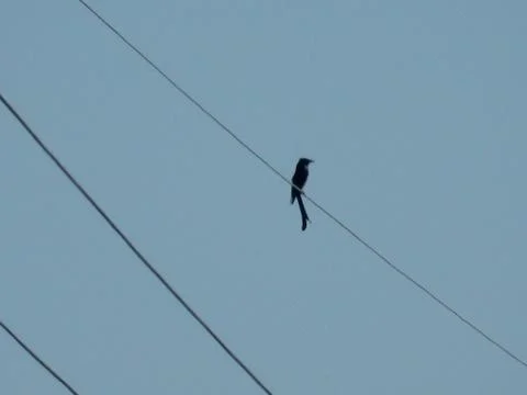 Bird on a Wire 스톡 사진