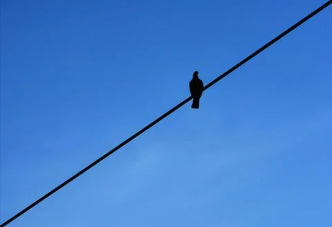 Bird On The Wire Stock Photos