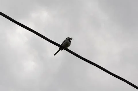 Bird on a wire Stock Photos